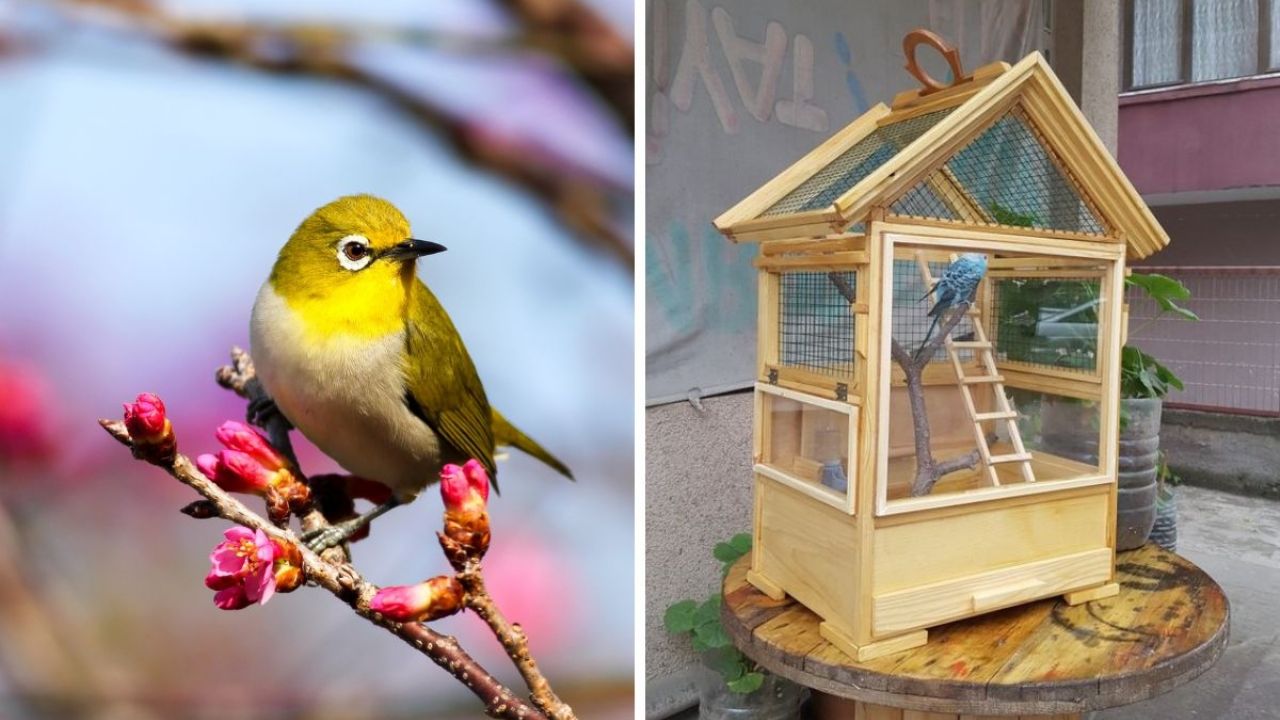 Las mejores jaulas para pájaros: Un refugio seguro y cómodo para tus plumíferos amigos